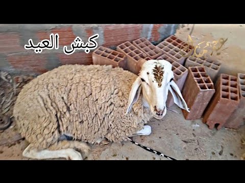 كبش العيد في الجزائر 2022