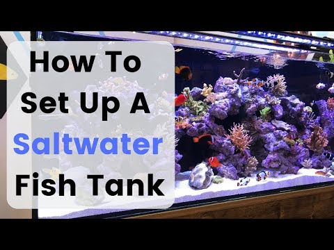 How To Set Up (Build) A Saltwater Fish Tank / Aquarium