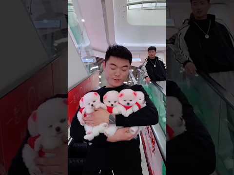 teacup dog breeds / teacup puppies 🐕 #shorts #dog #toys #cute #puppy
