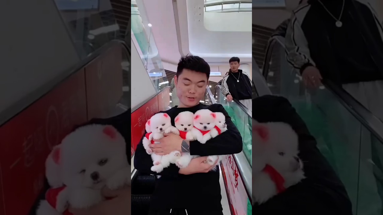 Adorable Teacup Dog Breeds You Must See! 🐶