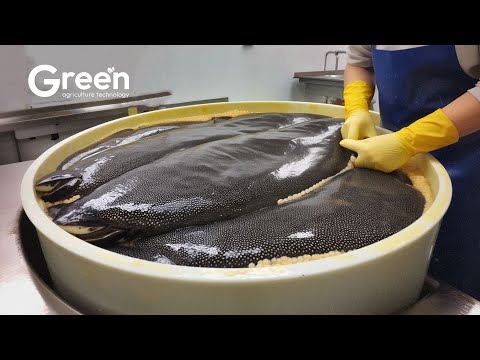 Amazing Caviar Production: How The World's Most Expensive Caviar is Made!