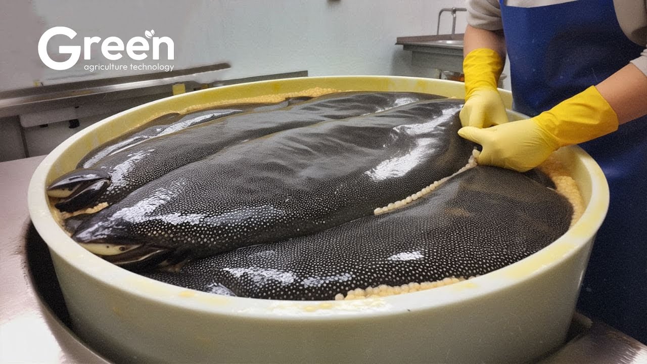 Amazing Caviar Production: The Making of the World's Most Expensive Caviar