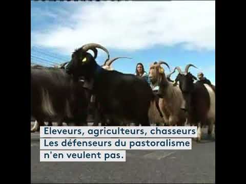 Manifestation contre la réintroduction de l'ours en Béarn 🐻