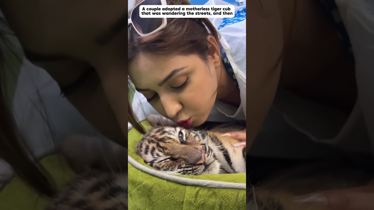 Couple Adopts Orphaned Baby Tiger π