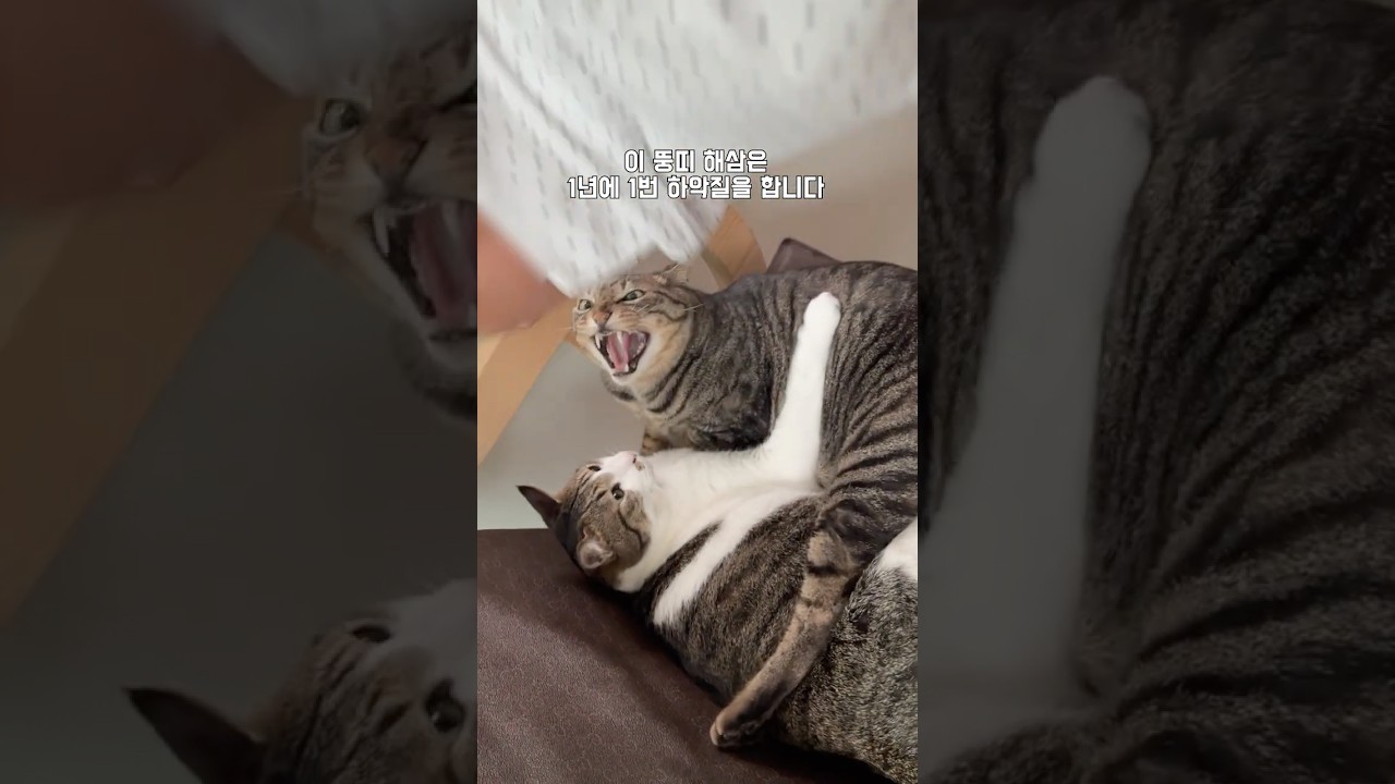 1년 만에 만나는 특별한 고양이 🐱