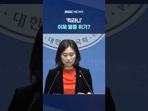 'ํฅ๋ผ๋' ์ด์ ๋ฉธ์ข
์๊ธฐ? '์์ ํ์ง๋ง!' ๊ธ์ง๋ฒ ๋ฐ์ #Shorts (MBC๋ด์ค)