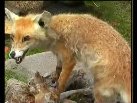 Val di Fassa 2007: Campitello & Canazei 🏔️