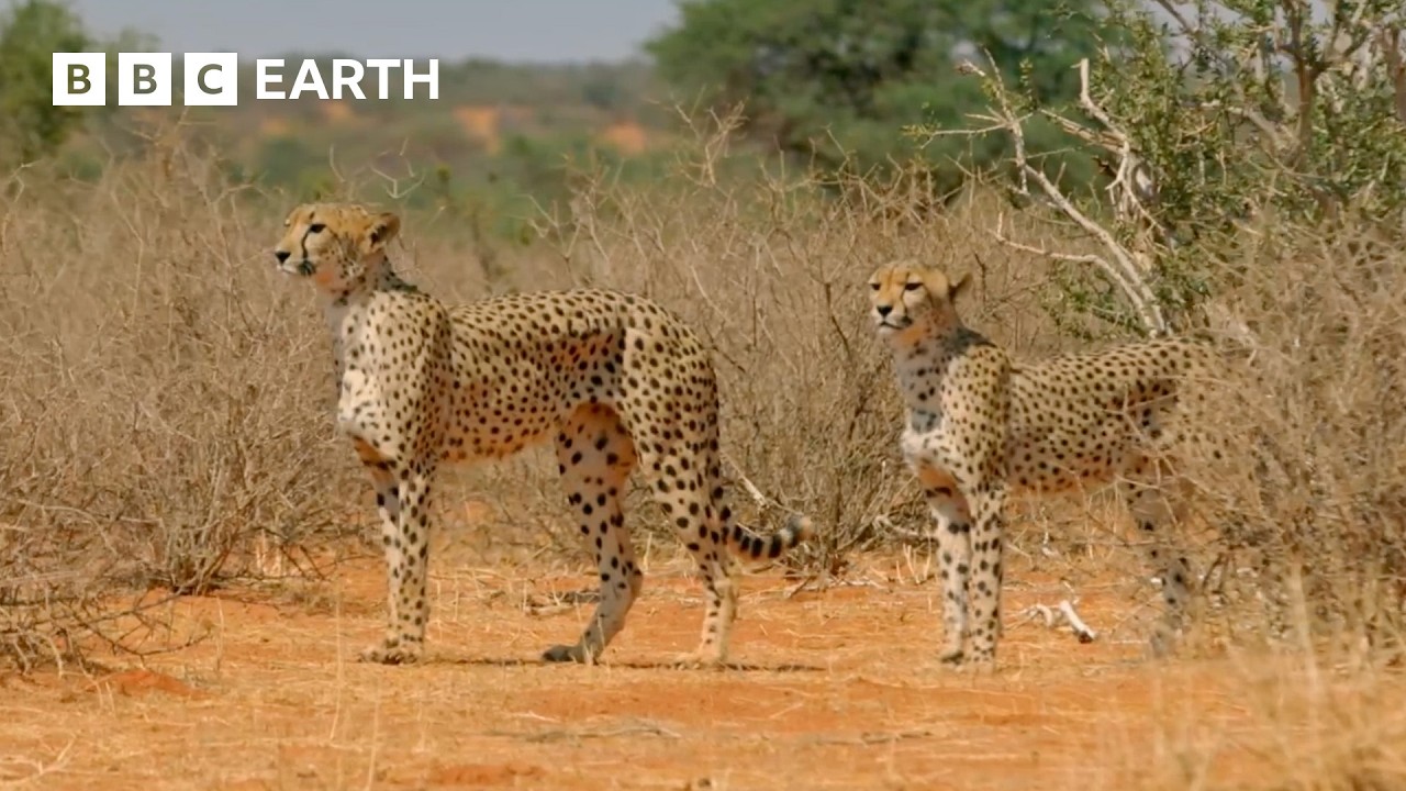 Top 10 Cheetah Moments | BBC Earth 🐆