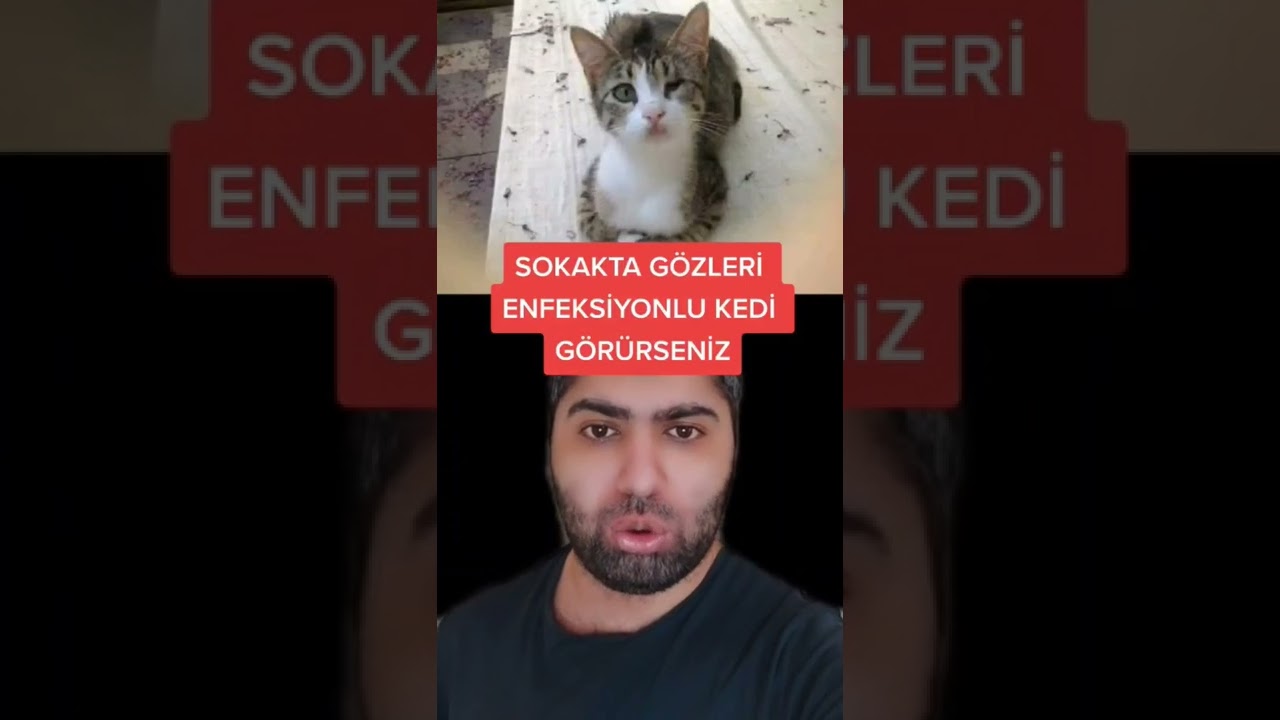 Sokağınızdaki Enfekte Kediye Nasıl Yardım Edilir 🐱