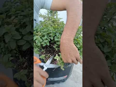 طريقة عبقريه تجعل النعناع ينمو بسرعة جنونية تنشيط جذور النعناع تسريع نمو نعناع #نباتي #نعناع