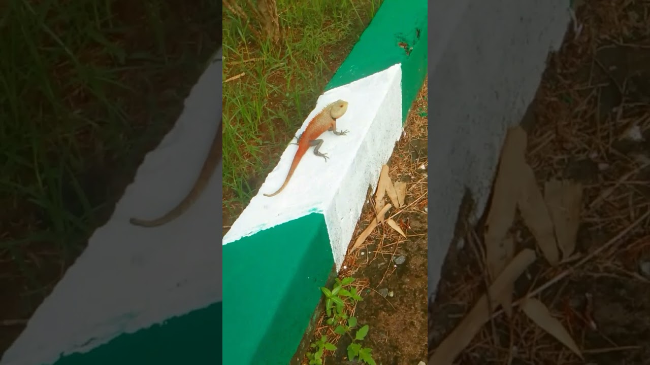 Amazing Color-Changing Chameleon 🦎