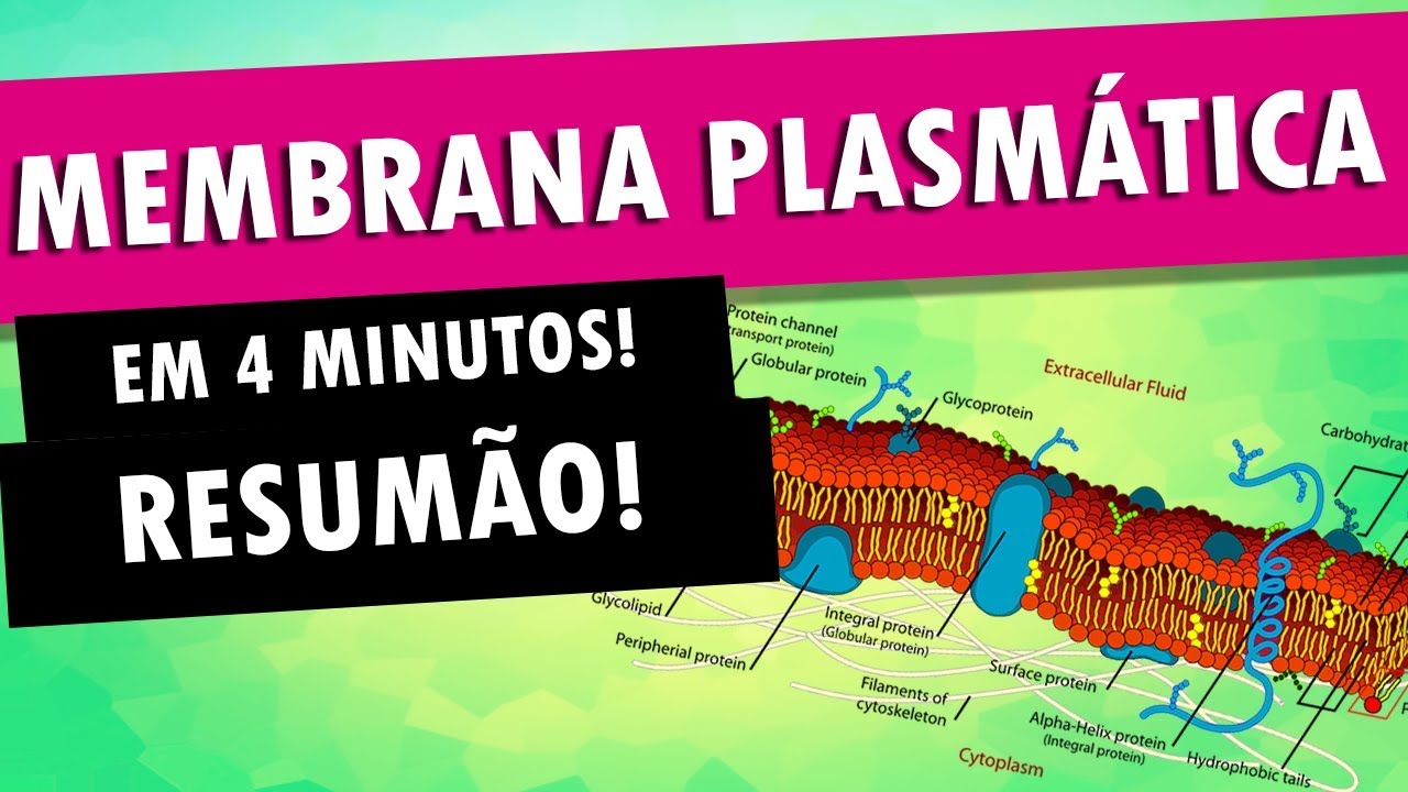 Membrana Plasmática em 4 Minutos 🧬