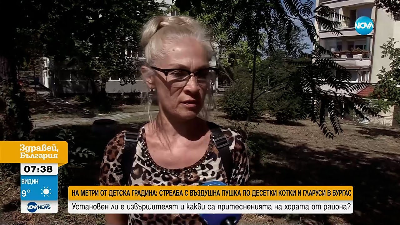 Тревожен инцидент в Бургас: Неизвестен прострелял десетки котки и гларуси 🐦