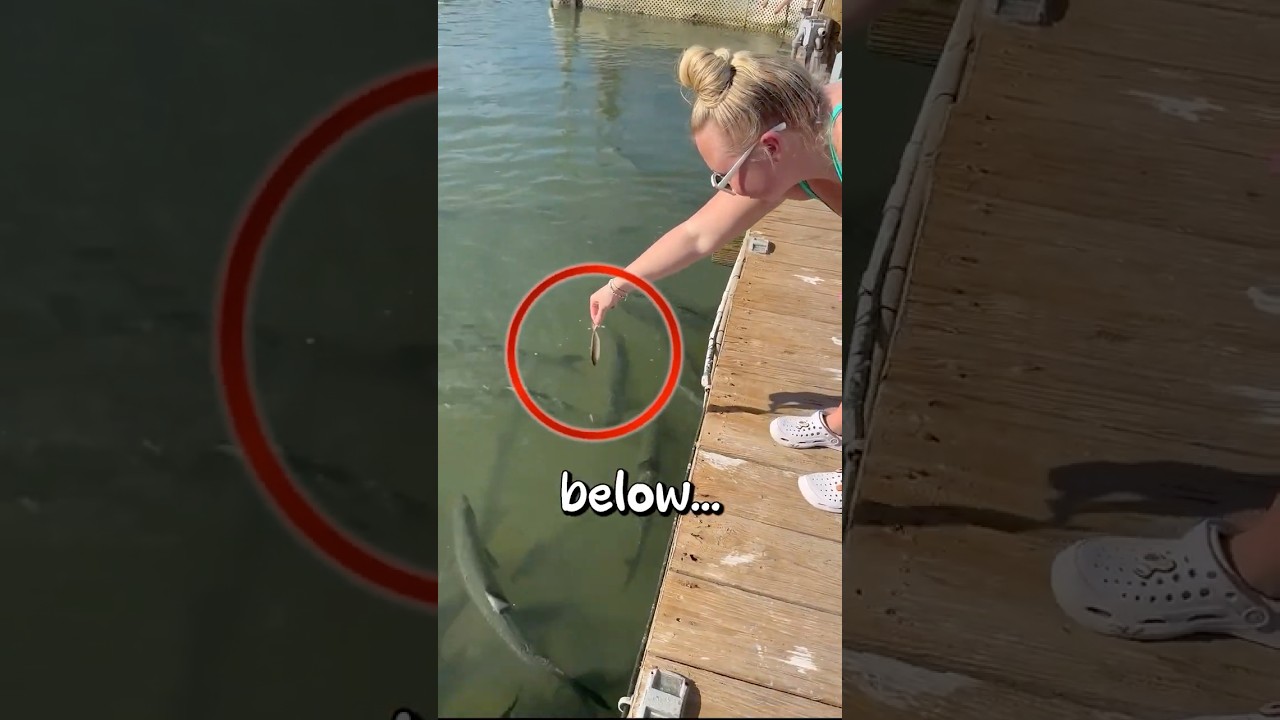 Is This Creature Real or Just a Myth? 🧐 #shorts