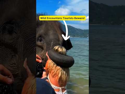 Dangerous 🥶🥶🥶 Tourist Moments: Animal Attacks! #attack #travel #elephantattack