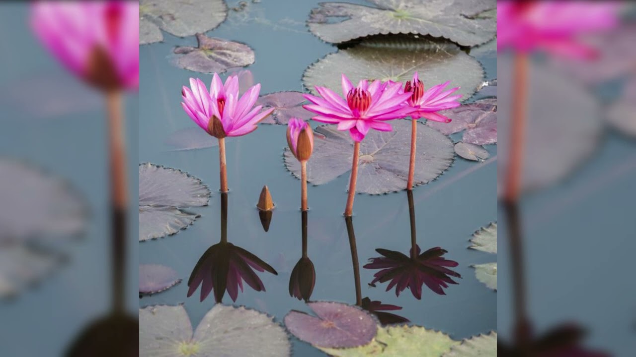 YariDee - Men Rassi by HayderOnTheBeat 🎶