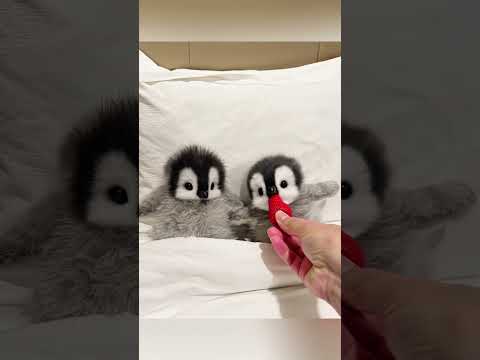 Cutest little penguins #cute #adorable #pet #penguin #babyanimals #fluffy #cuteanimal