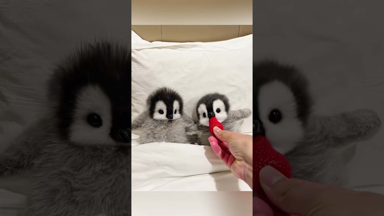 Adorable Little Penguins That Will Melt Your Heart 🐧