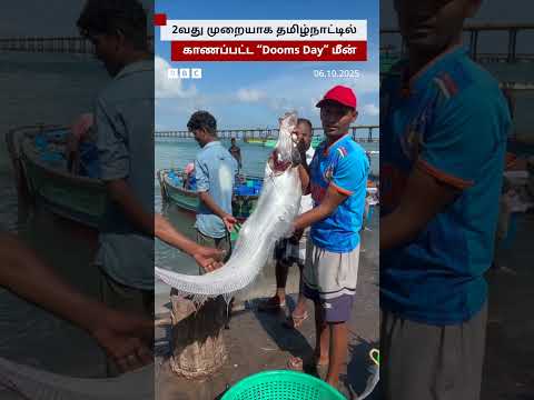 Dooms Day Fish - பாம்பன் பகுதி மீனவர்களின் வலையில் அறிய வகை டூம்ஸ் டே மீன் சிக்கியது