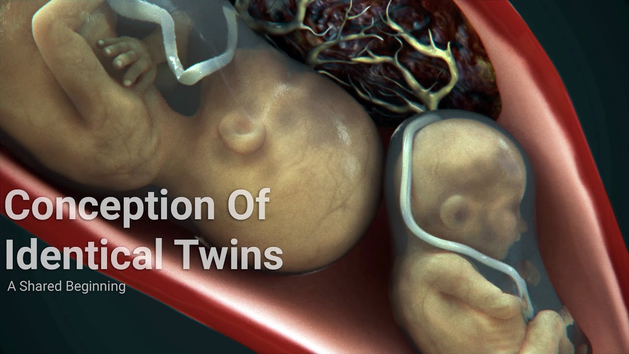 The Miracle of Twin Fertilizations: A Shared Beginning