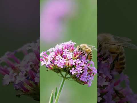 100-Megapixel Camera 📷 Hasselblad X2D