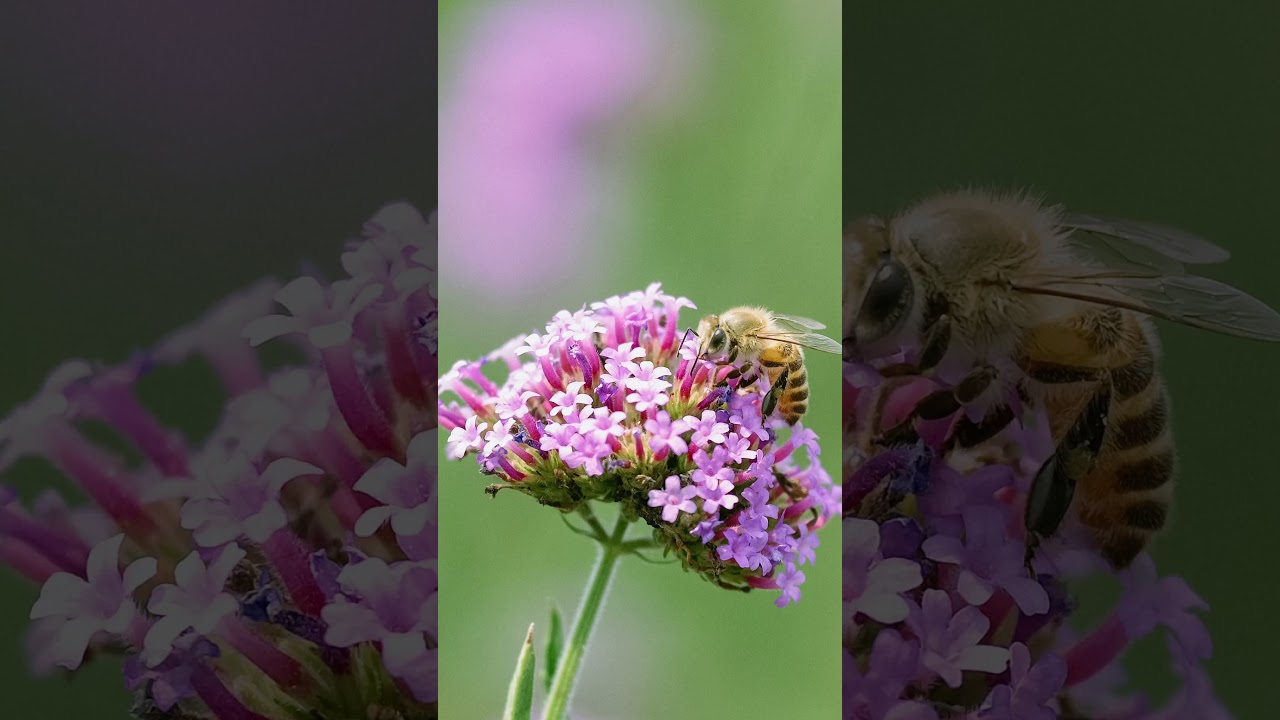 Discover Stunning Details with the Hasselblad X2D 100C 📸