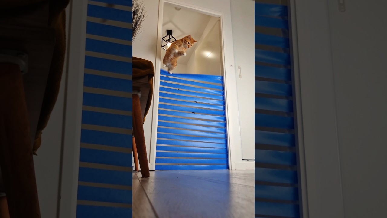 Chat & Cat Challenge 🐱