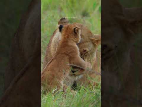 Lioness And Baby Lion Playing #lion #cub #wildcat #cute #mother #love #aww #nature #wildlife HA49342