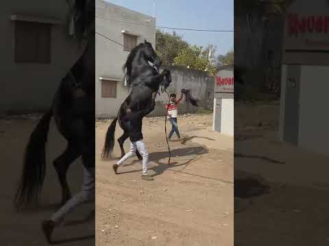 Marwari Horse Lover Status #shorts #short #india #gujarat #horse