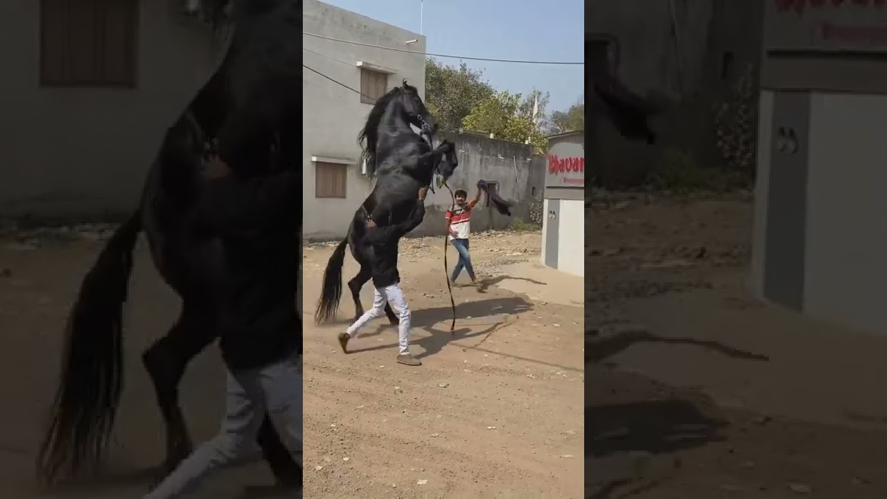 Marwari Horse Lover Status | Gujarati Horse Enthusiast Videos #shorts