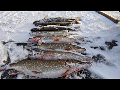ПРОДОЛЖАЕМ ПОКОРЯТЬ ПЕРВЫЙ ЛЁД , ЩУКА НА ЖЕРЛИЦЫ , ОКУНЬ НА МОРМЫШКУ. день второй