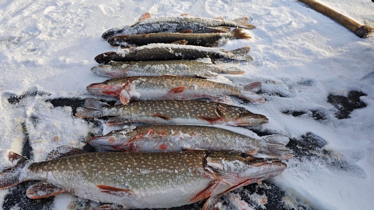 Продолжаем ловить первые тёплые дни: щука на жерлицы, окунь на мормышку 🐟