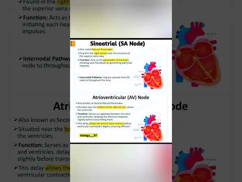 SA Node and AV Node