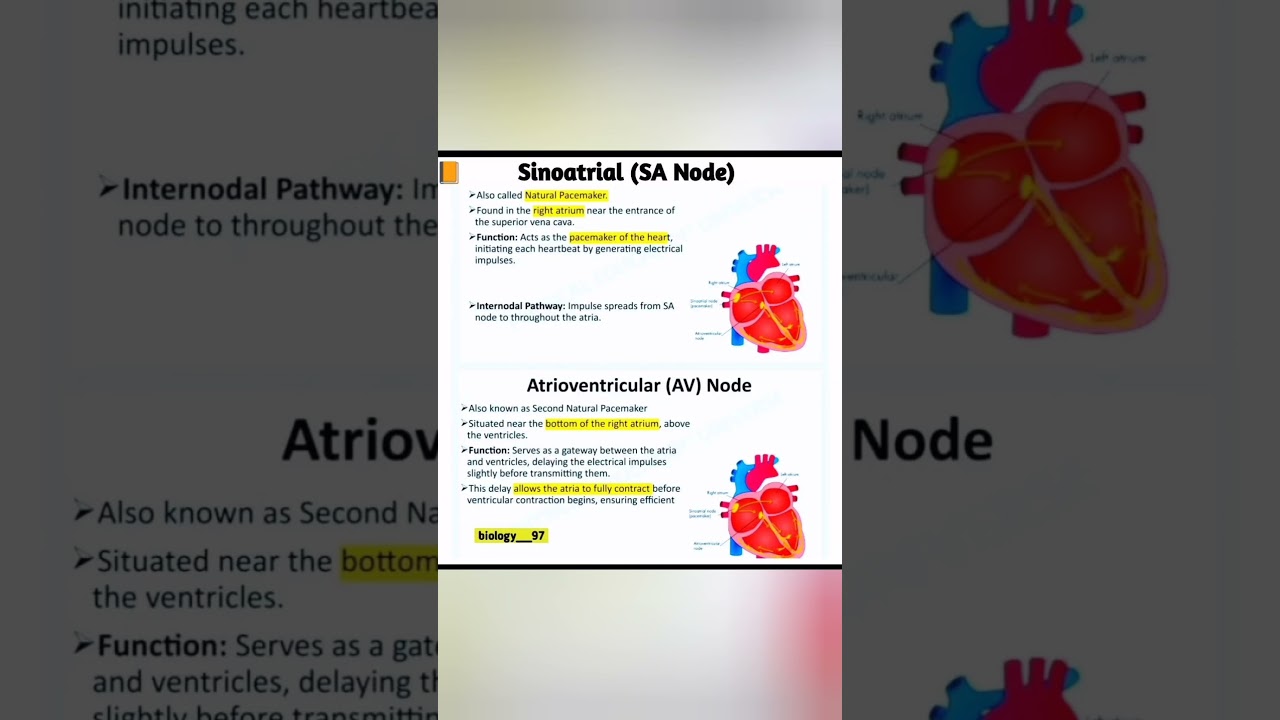 SA and AV Nodes Explained 🫀