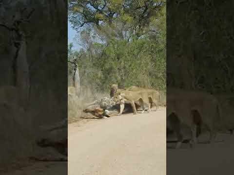 Lions Almost Take Down Giraffe Onto Car