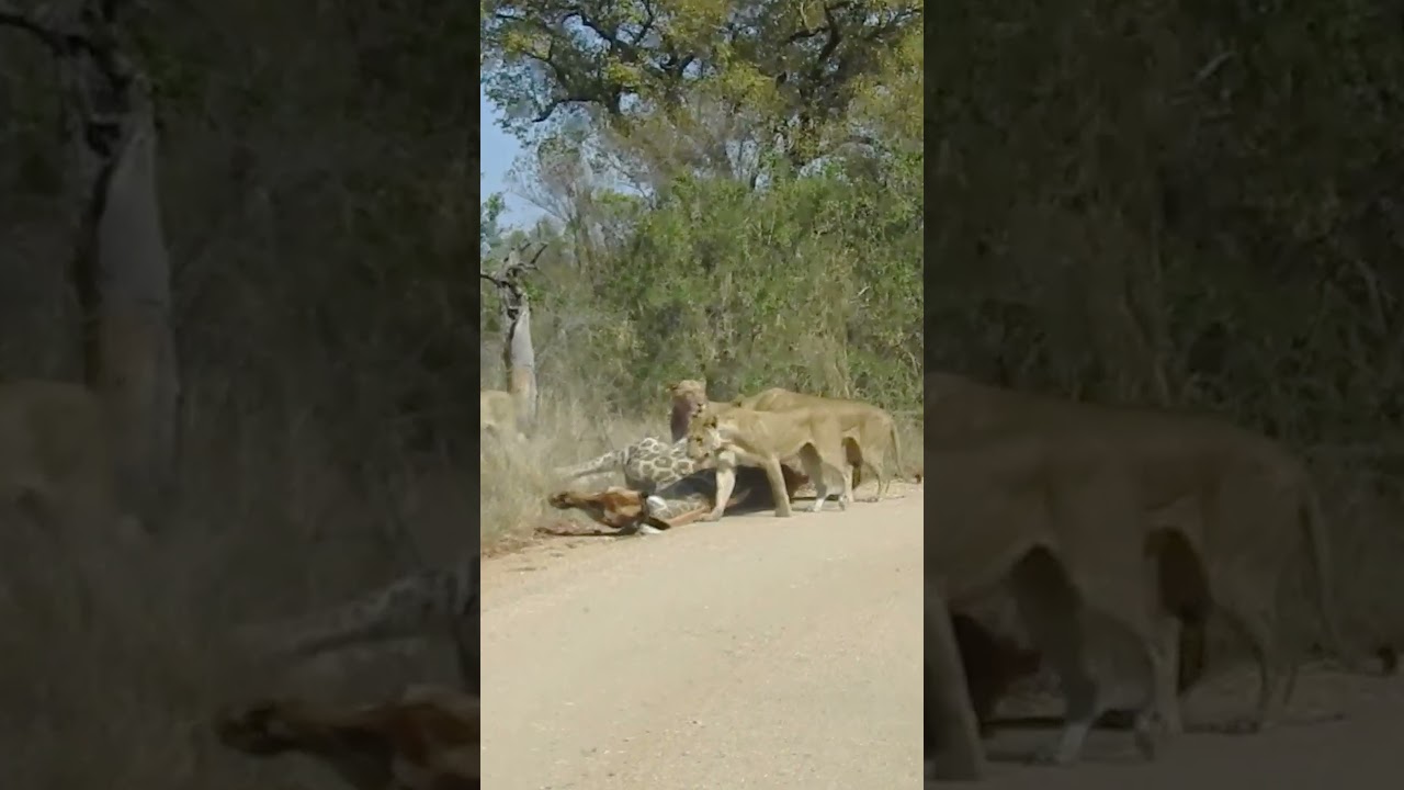 Lions Nearly Take Down Giraffe on Road in Kruger National Park