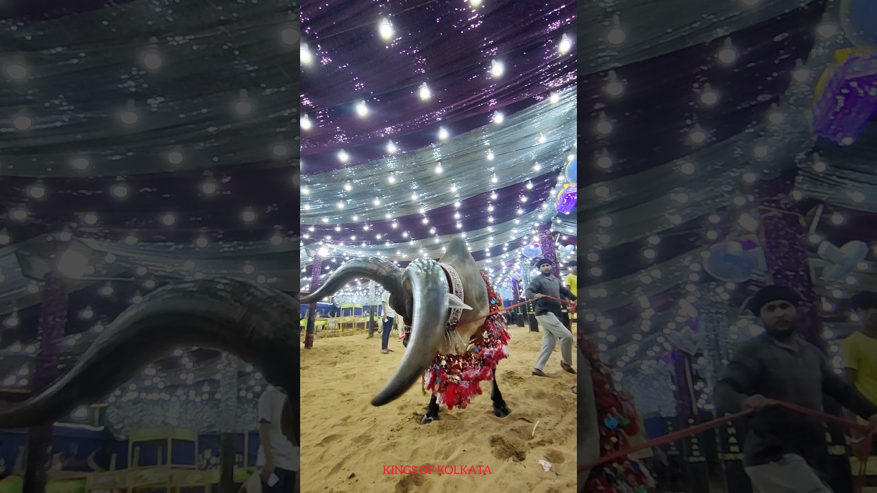 Largest Kankrej Ox of 2025 from Pathan Farm 🐂