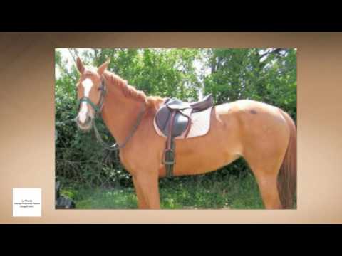 La Pineta - Albergo Ristorante Pizzeria - Cingoli (MC)