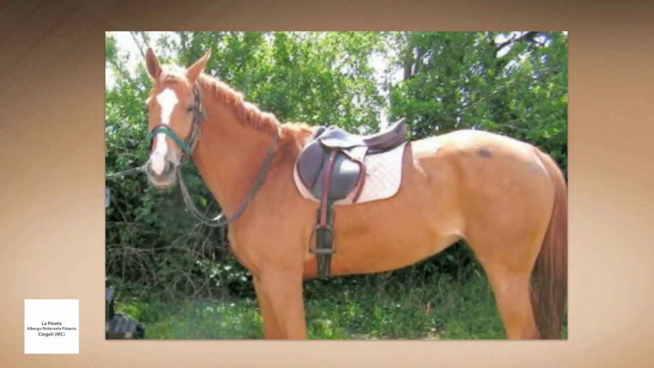 La Pineta: Ristorante, Albergo e Pizzeria a Cingoli 🏞️