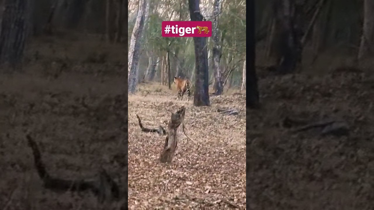 Kabini Safari: Wildlife & Tiger Adventure π