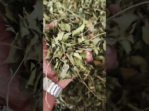 गुजरात से नीमच मंडी में कड़ी पत्ते (मीठा नीम) बिकने के लिए आ गए 🤯 #shorts #neemuchmandibhav #farming