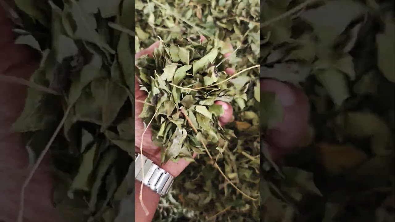 गुजरात से नीमच मंडी में कड़ी पत्ते (मीठा नीम) की बिक्री शुरू! 🌿