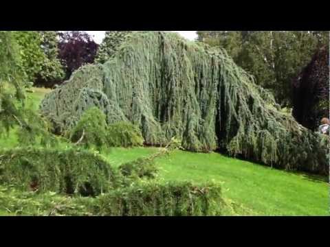 Cedrus atlantica Glauca Pendula