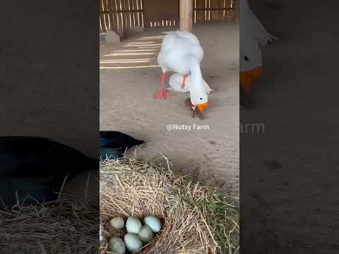 Weasel: Dog! All you do is get me all slobbery—what good are you anyway!#weasel #animals