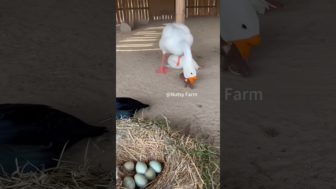 Hilarious Weasel Gets Frustrated with Playful Dog 🐶