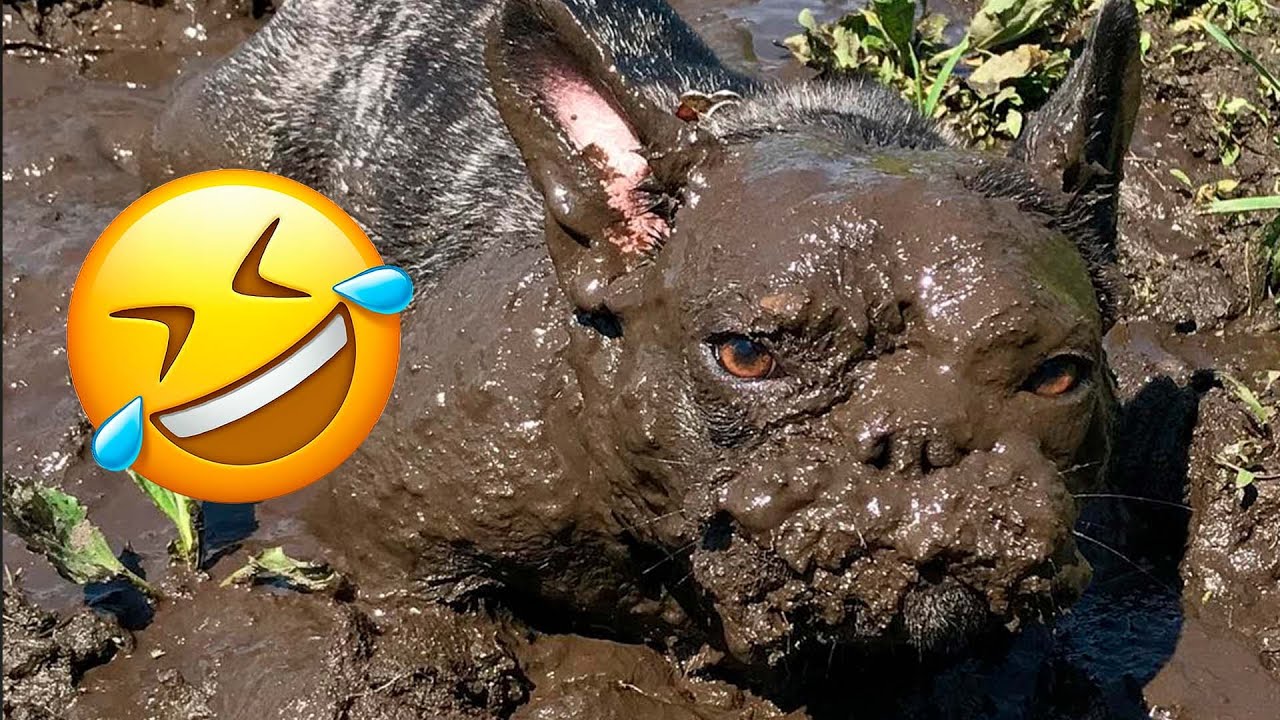 Hilarious French Bulldogs Compilation 🐶