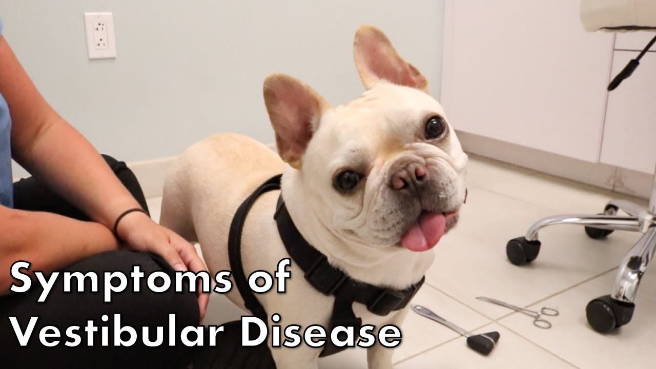 Signs of Vestibular Disease in Dogs 🐶