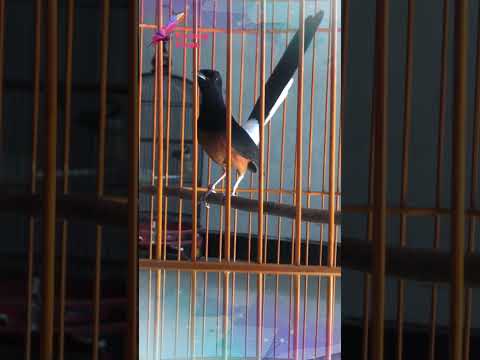 KRETEKAN MURAI BATU GACOR BUAT MANCING EMOSI