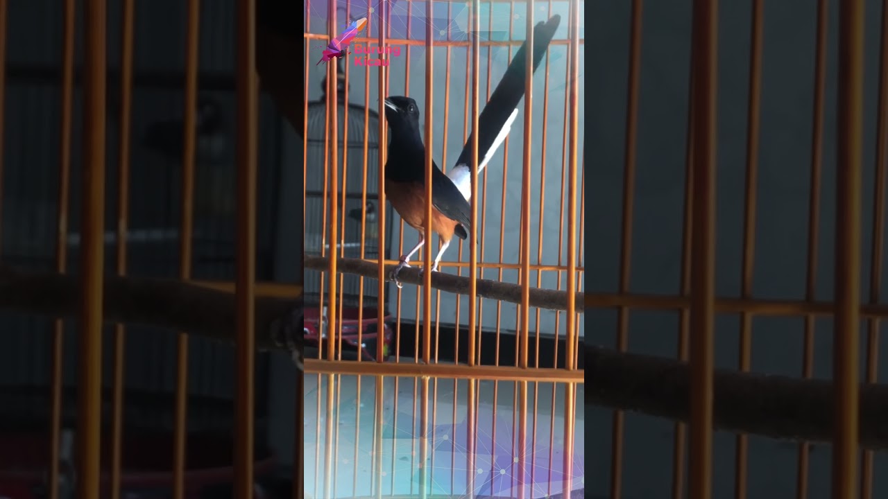 Kretek Murai Batu Gacor: Tips Ampuh untuk Mancing Emosi Burung Anda π¦