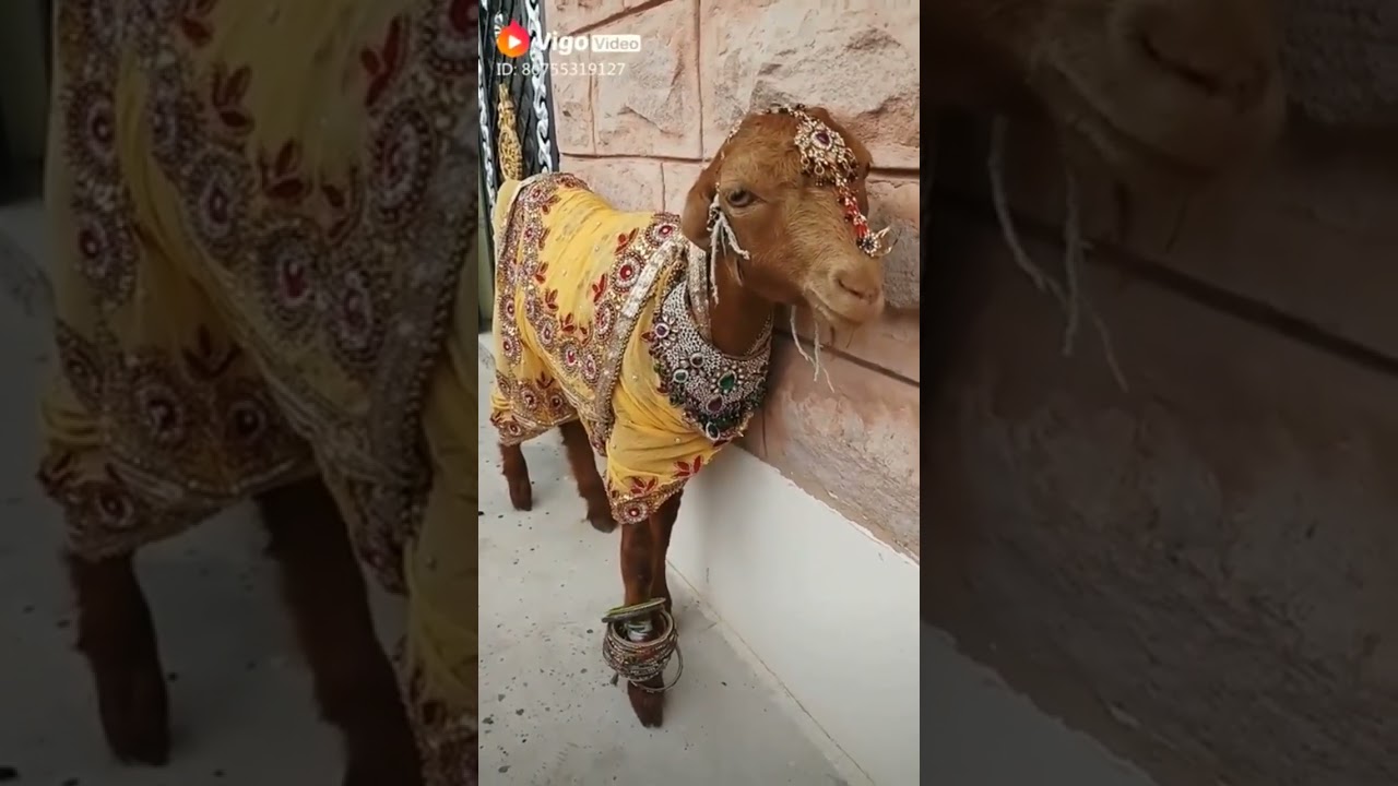 Mujhe Sajan Ke Ghar Jana Hai 😂